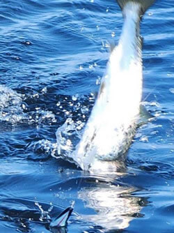 Salmon jumping into the water.